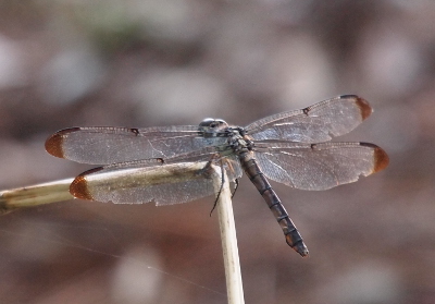 [Top side view of a dragonfly perched on a bent twig with brown on the ends of its clear wings. This appears to be an older dragonfly as small sections of the wings are missing. The body color is more of a greyish blue.]